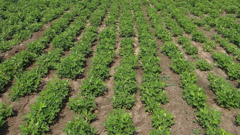 Coğrafi işaretli hasadı başladı! 127 bin dekarda üretiliyor, kilosu 70 liraya kadar çıkıyor