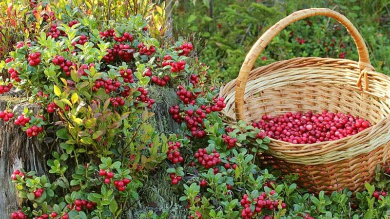 Eken yaşadı: Doğada kendiliğinden yetişiyor, kilosu 500 TL’yi buluyor