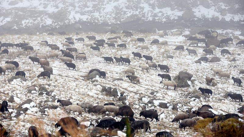 Ardahan'a kar bastırdı, küçükbaş hayvan sürüleri hazırlıksız yakalandı