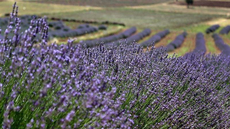 Kimyasallara elveda: Böcekleri evden uzaklaştıran 5 bitki