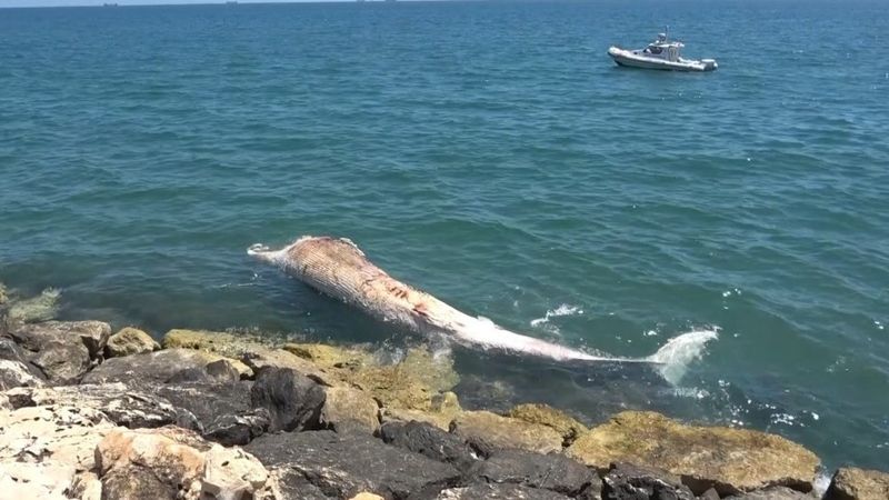 Mersin’de 16 metrelik Fin balinasının iskeleti bilime kazandırılıyor