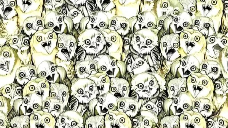 Baykuşların arasındaki kediyi 5 saniyede görenler üstün zekalı sayılıyor! Süre başladı...