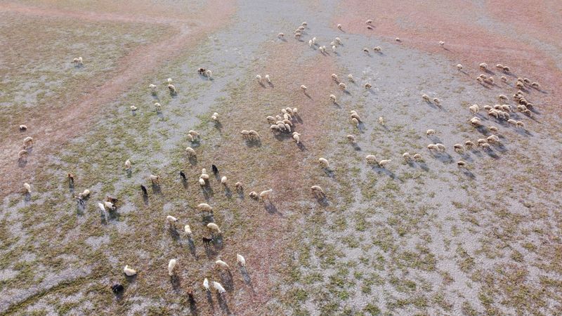 Yozgat'ta kuruyan baraj havzasında hayvanlar otlatılıyor