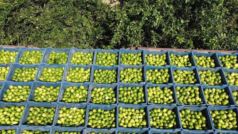 Hasadı başladı: Avrupa’dan talep yağıyor, kilosu 20 TL’den satılıyor