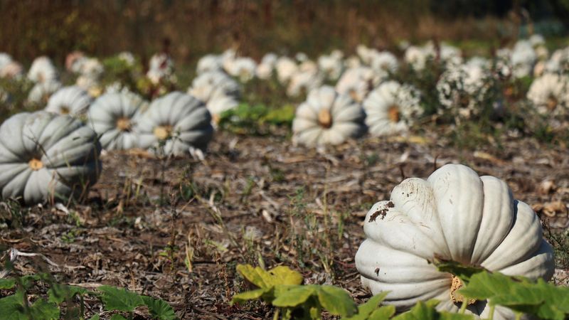 Afyonkarahisar'da hasat başladı! 7 tonluk hasat yüz güldürdü, kilosu 100 TL