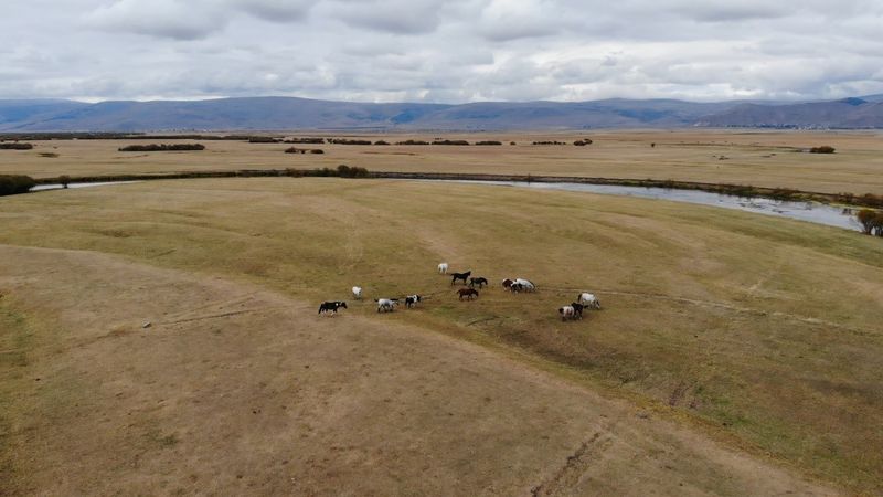 Ardahan'da yılkı atları görüntülendi