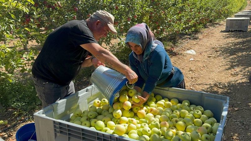 Tescilli meyvede hasat başladı: Avrupalılar kapış kapış alıyor, geliri aile geçindiriyor