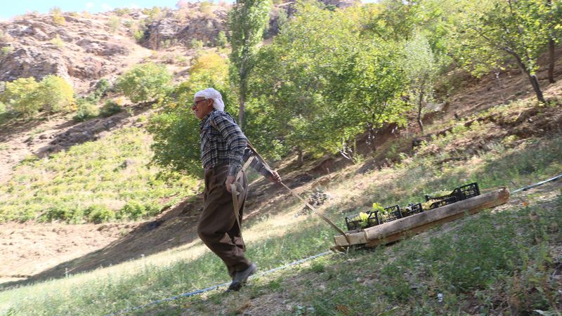 Hakkari'de 80 yaşında, tonlarca üzümü kızakla taşıyor