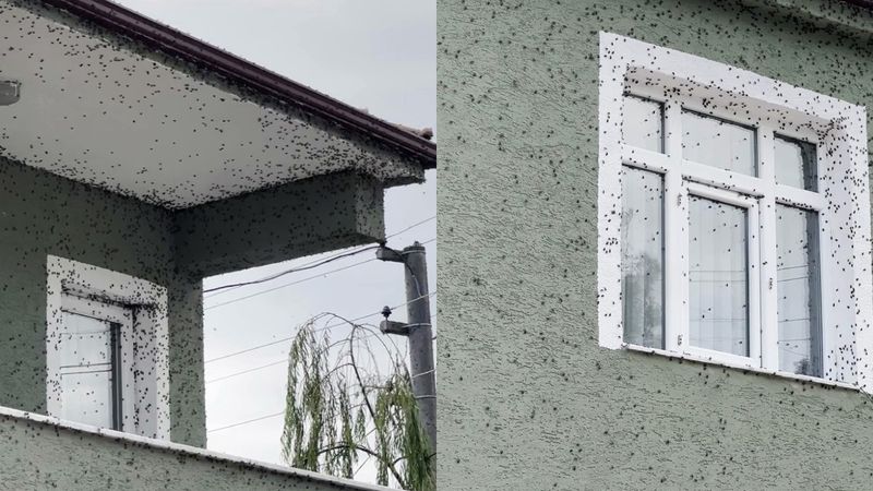 Evleri ve bahçeleri sardı: Ürünlere zarar veriyor