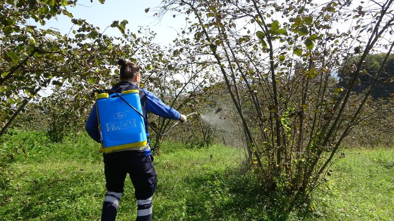 Karadeniz’de kahverengi kokarca alarmı: Tarım alanları tehdit altında