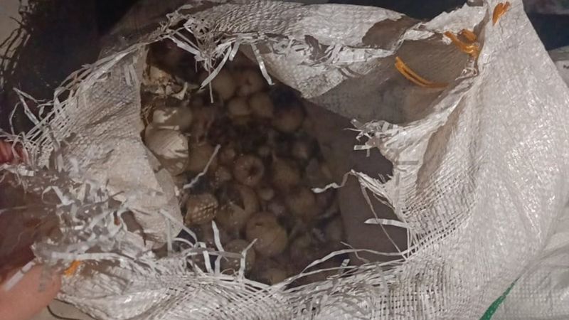 Tunceli'de endemik dağ sarımsağı toplayan kişiye 557 bin lira ceza