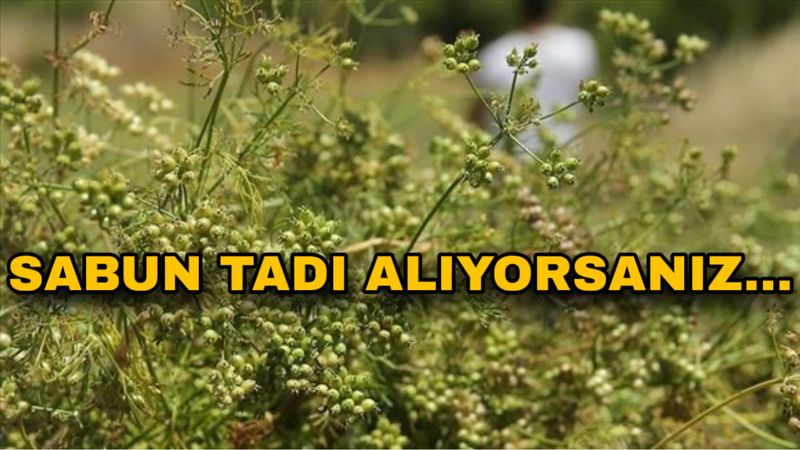 Eğer bu yeşillikten sabun tadı alıyorsanız...