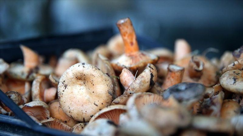 Aydın'da ormandan toplanan mantar can aldı