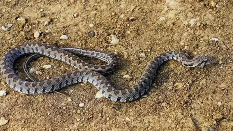 Yılanlar bu kokuyu duyunca anında uzaklaşıyor