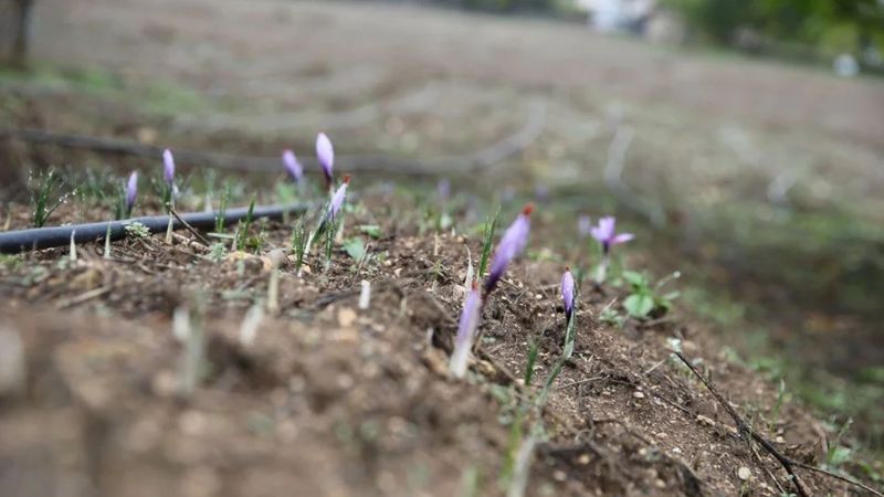 Fiyatı 1 kilo altınla yarışıyor: “Mucize bitki” çiçek açtı