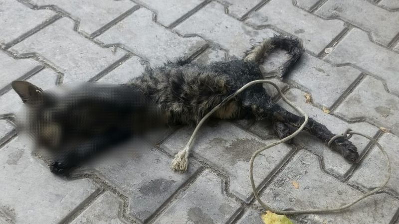 Bursa'da kan donduran olay: Yavru kediyi ayaklarını bağlayıp denize attılar