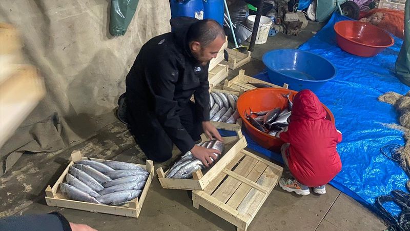 Sinop'ta bereketli av: 3 bin 200 palamut yakalandı