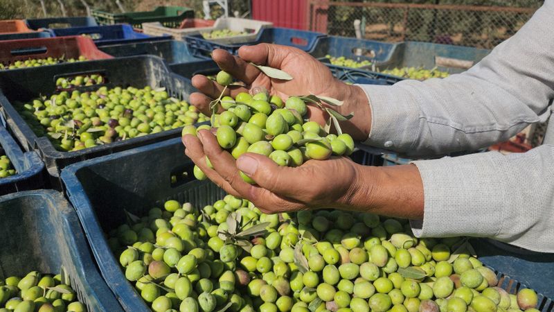 Hatay'da zeytin hasadı başladı: Tarlada kilosu 55 TL