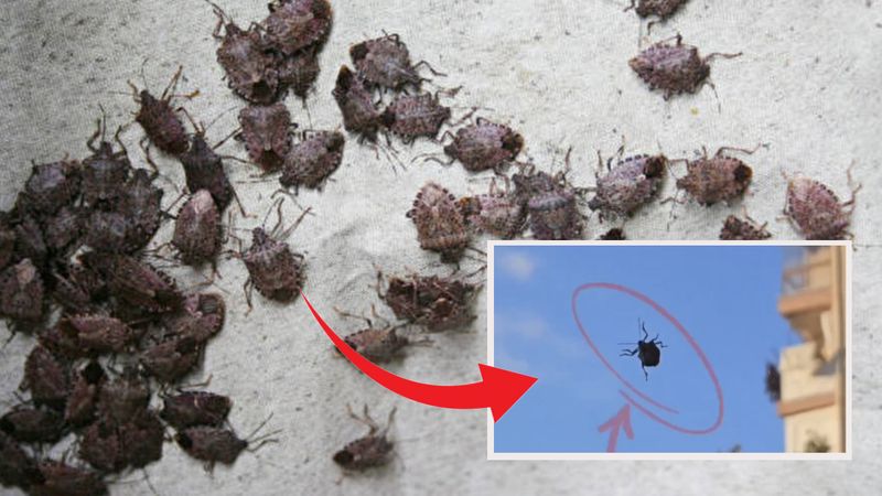 Alarm verildi: Tehlikeli böcek İstanbul’da görüldü