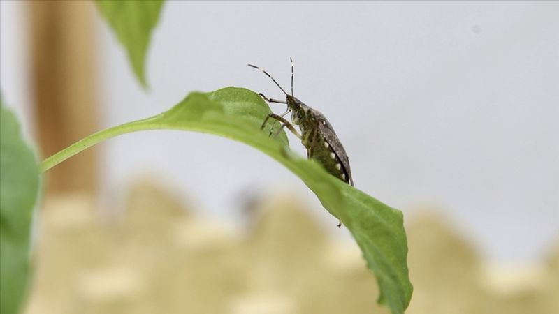 Tarım ve Orman Bakanlığı’ndan kahverengi kokarcaya karşı kapsamlı eylem planı