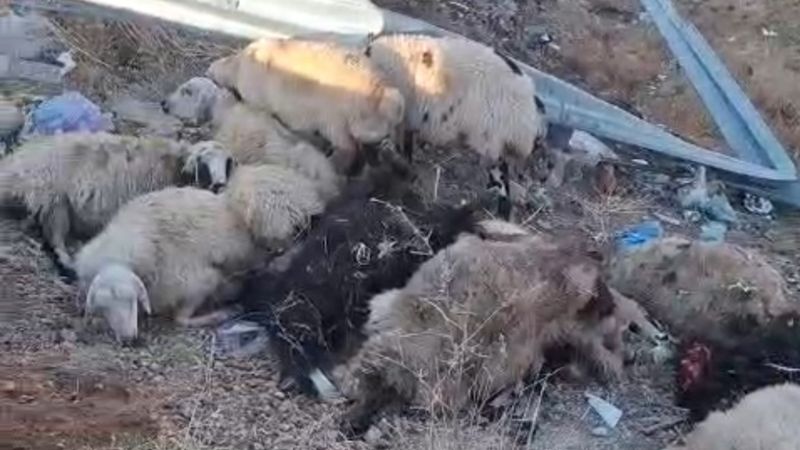 Bingöl'de kamyon şarampole yuvarlandı: çok sayıda hayvan telef oldu