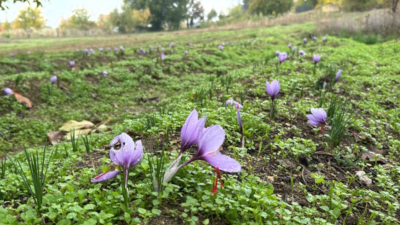 Karabük'te  'Dünyanın en pahalı baharatı' bilinen safran emin ellerde hazırlanıyor