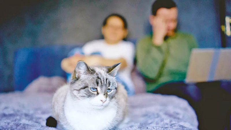 Yeni nafaka çıktı: Kedisi olanlar ödeyecek...