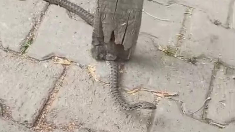 Hakkari'de mahalleliye korku yaşatan yılan 3 günlük nöbet sonrası yakalandı