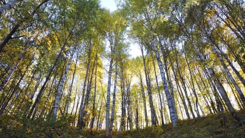 Erzincan’ın dağları sonbahar güzelliğiyle büyülüyor