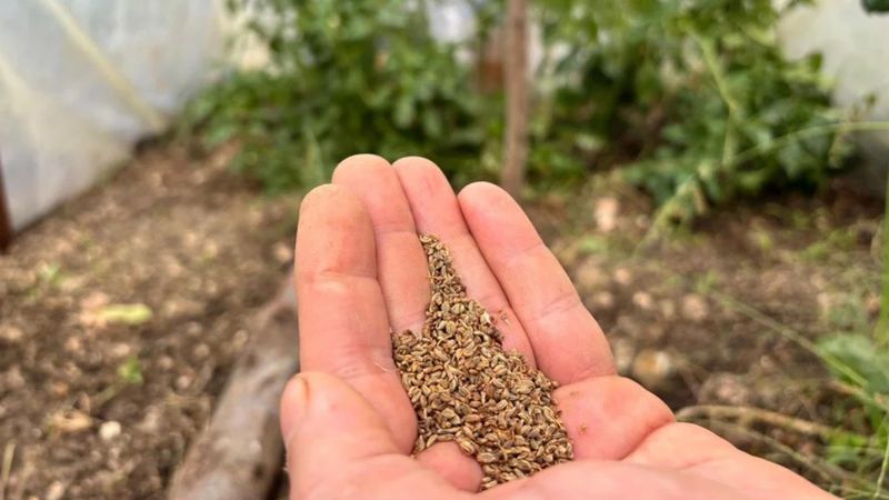 Hobi olarak başladı, şimdi tüm ülkeye ücretsiz gönderiyor…