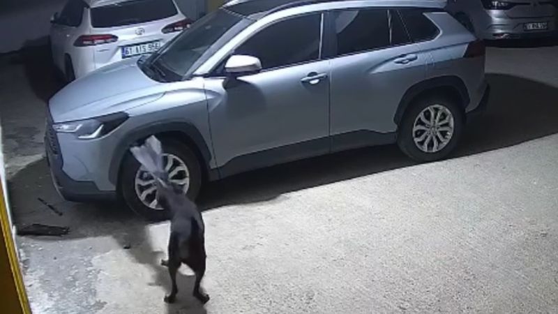 Trabzon'da kediyi kovalayan köpekler, saklandığı araca zarar verdi