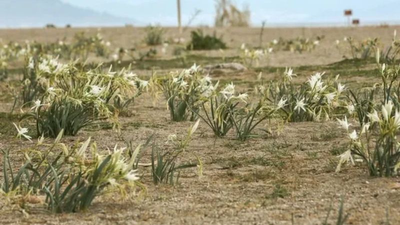 Sakın koparmayın: Bu çiçeğe dokunmanın bedeli 2,8 milyon TL