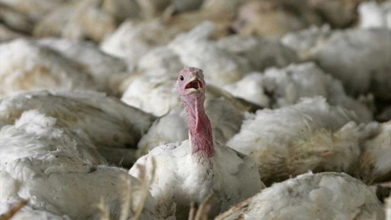 Almanya'da kuş gribi salgını: 180 binden fazla kümes hayvanı itlaf edildi