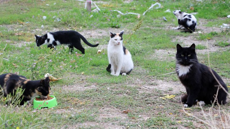 Isparta Valisi Abdullah Erin: Kedilerin pati ve kuyruklarının kesildiğine dair iddialar doğru değil