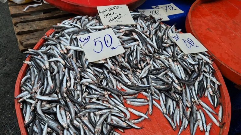 Tekirdağ'da hamsinin kilosu 50 liraya kadar düştü