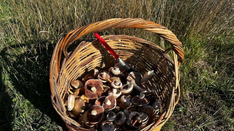 Bilecik'te yağış sonrası mantar patlaması