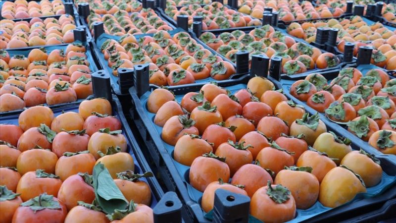 Cennet hurması yerken o detaya dikkat: Bağırsakları tıkıyor...