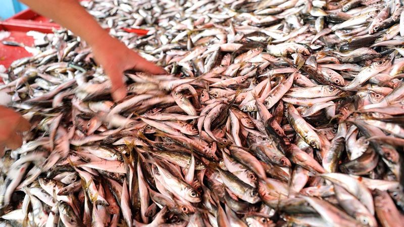 Mevsimi geldi: Kasım ayının 5 balığı