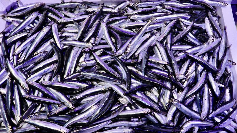 Trabzon'daki balıkçı tezgahlarında hamsi bolluğu: Kilosu 75 TL'den satılıyor