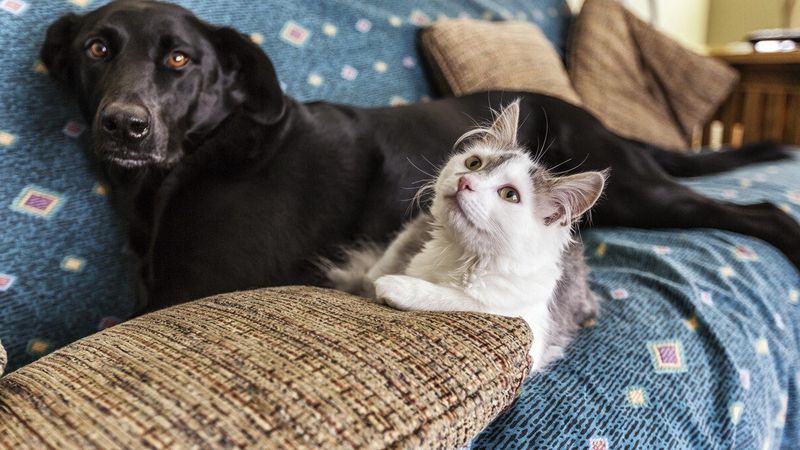 Hangi hayvan ne kadar yaşar? Kedi, köpek, balık, kuş…