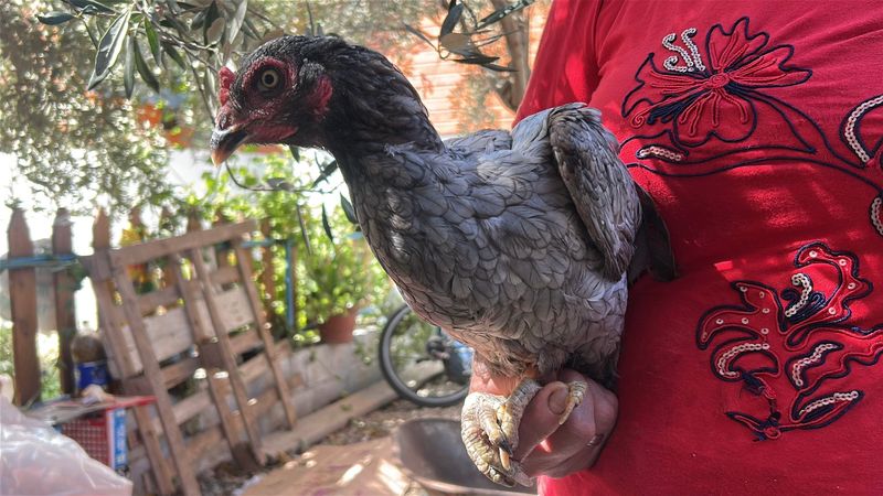 Hatay'da mavi yumurtlayan tavuklara gözü gibi bakıyor