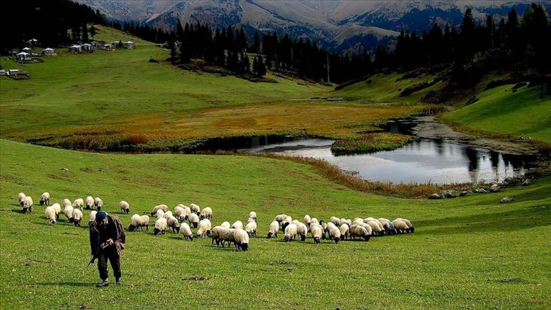 Hayvancılık desteklemeleri uygulanmasında düzenleme