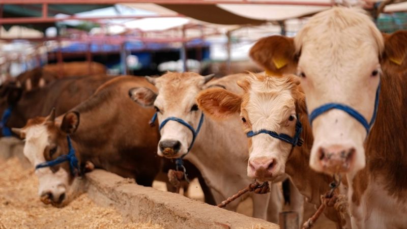 Tarım ve Orman Bakanlığı açıkladı: Şap hastalığı kontrol altına alındı