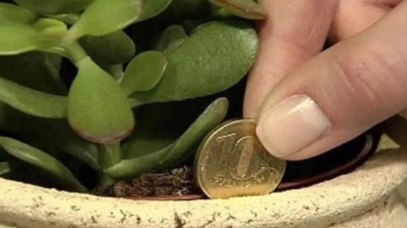 Japonların bozuk para taktiği: Saksıya gömün, sonucu görün