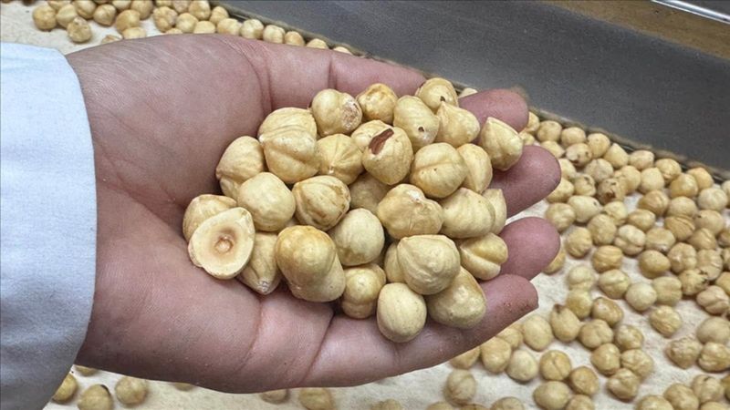 Fındık ihracatı geliri açıklandı