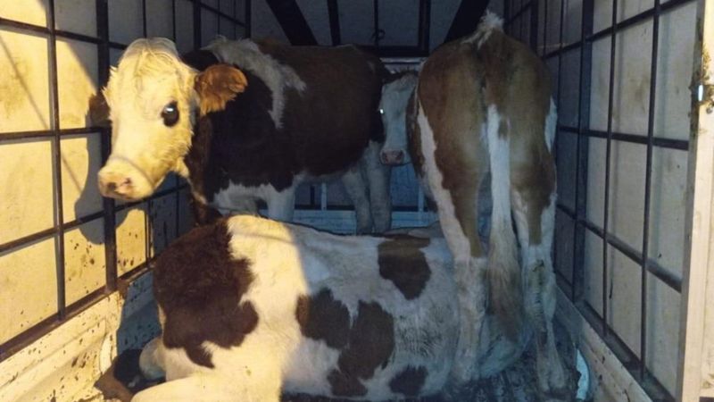 Muş'ta çalınan büyükbaş hayvanlar, jandarma kontrolünde bulundu