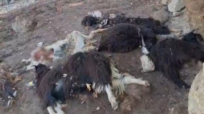 Batman'da kurtlar ağıla girdi: 10 keçi telef oldu