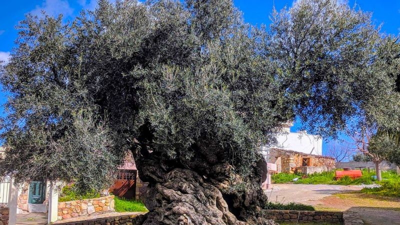 Dünyanın en eski zeytin ağacı: 4000 yıllık ağaç hala meyve veriyor, gören inanamıyor