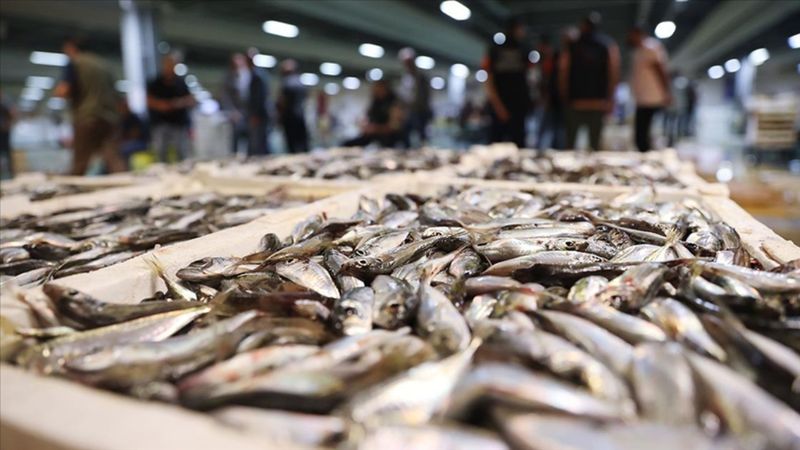 İstanbul'da, 14 bin tona yakın balık satışa sunuldu! En pahalı türler sıralandı