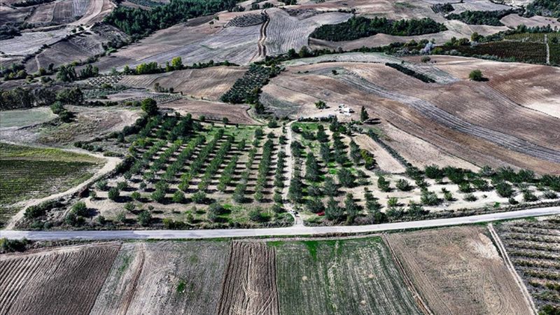 Adana'da kiraladığı çorak araziyi keçiboynuzuyla tarıma kazandırdı